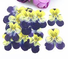 120pcs Pressed Dried Viola tricolor L. Pansy Flower Filler For Epoxy Resin Pendant Necklace Jewelry Making Craft DIY Accessories 2024 - buy cheap