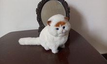 Novo gato de polietileno e peles amarelo cabeça de gato modelo presente sobre 15x16cm175 2024 - compre barato