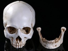Simulación 1: 1 modelo de calavera humana esqueleto de resina de alta precisión modelo de Arte de Enseñanza modelo de Halloween uso envío gratis 2024 - compra barato