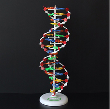 Modelo de estructura de ADN de doble hélice, instrumento de enseñanza de Biología y Medicina, equipo de laboratorio biológico 2024 - compra barato