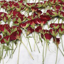 120pcs Pressed Dried Rose Flower Plants Herbarium For Resin Jewelry Making Postcard Frame Phone Case Craft DIY 2024 - купить недорого