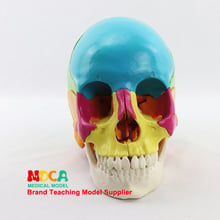 Medical Split 22 Components 1:1 Human Color Skull Model Skull Skull Medical Teaching MTG013 2024 - buy cheap