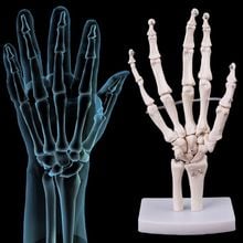 Hand Joint Anatomical Skeleton Model Human Medical Anatomy Study Tool Life Size 2024 - buy cheap