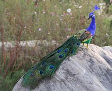 real life toy bird 45cm beautiful feathers peacock model turn head back, handicraft home garden Decoration party props toy h0577 2024 - buy cheap