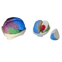 Equipo de simulación de anatomía del cerebro, modelo de cuerpo de 21,5x17x14cm, envío gratis 2024 - compra barato
