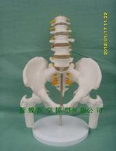 Medical human male pelvis model with five lumbar hip bone and sacrum coccygeal bone model 2024 - buy cheap