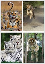 2019 Топ популярная 5D алмазная вышивка полный набор животных Тигр Стразы картины алмазная живопись полный квадратный Тигр Наклейка на стену 2024 - купить недорого