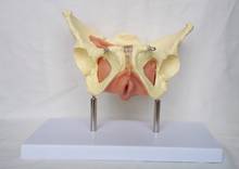 Female Pelvic Uterus Muscle Organ Anatomy Teaching Model 2024 - buy cheap
