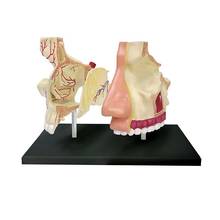 Анатомическая модель носовой полости человека анатомическая модель человеческого носа анатомическая модель для медиков обучение DIY научное оборудование 2024 - купить недорого