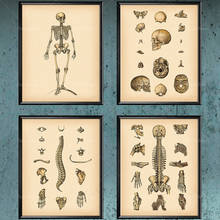 Impresión artística de anatomía, decoración médica, estampado de Calavera, estructura de huesos esqueléticos, huesos de la columna vertebral, regalo de médico, quiropráctico 2024 - compra barato