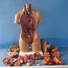 Modelo de Torso humano ensamblado, 55cm, modelo médico, cuerpo de Anatomía Humana, modelo anatómico Bisexual, ensamblaje, juguetes educativos de Ciencia 2024 - compra barato