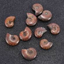Mini Cute atural Iridescent Ammonite Ammolite Facet Specimen Fossil Madagascar Stone Collectibles Decoration Crafts 2024 - buy cheap