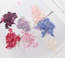 120pcs Centaurea Cornflower Pressed Dried Flower Filler For Epoxy Resin Jewelry Making Postcard Frame Phone Case Craft DIY 2024 - buy cheap