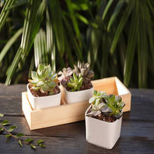 Wooden Flowerpot Indoor Fern Succulent Plant Holders Saucers Desktop Bonsai Pot Wooden Flower Planters Tray 2024 - buy cheap