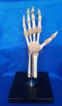 Tamanho da vida humanos esqueleto articulações modelo de ensino médico anatômico modelo anatomia mão humana esqueleto osso com ligamento 1:1 2024 - compre barato