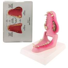 Собачий зуб анатомическая модель собачий ветеринарный Скелет животных ветеринарный обучающий инструмент анатомия 2024 - купить недорого
