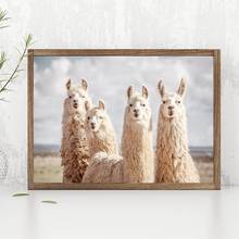 Póster de Llama de animales divertidos, impresiones en lienzo de animales, Alpaca, negro y blanco, imágenes de pintura, decoración artística de pared de guardería Bohemia 2024 - compra barato