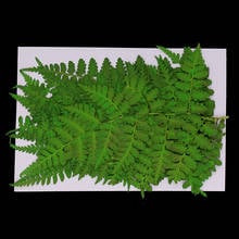 12x Pressed Dried Leaves Plant Specimen For DIY Art Crafts Scrapbooking Card 2024 - buy cheap