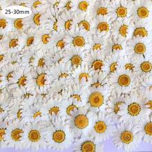 100Pcs Real Natural Dried Pressed Flowers White Daisy Pressed Flower for Resin Jewelry Nail Stickers Makeup Art Crafts 2024 - buy cheap