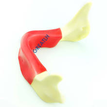 Modelo de mandíbula mandibular com silicone para sutura de implante de incisão m2027 2024 - compre barato