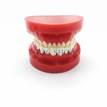 Modelo de dientes de prótesis dentales, mandíbula estándar, demostración de dentadura, modelo de enseñanza, simulador Dental, herramientas de técnico 2024 - compra barato
