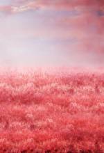 Romantic pink floral background photography vinyl Valentine Day photo backdrops for photo Studio accessories photophone CM-7237 2024 - buy cheap