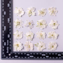 250 pçs pressionado secado tingido branco consolida jacis planta de flor herbário para cartão de convite de jóias caso telefone diy 2024 - compre barato