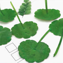 100pcs,Nature Pressed Flower,Hydrocotyle Verticillata Plant for DIY Bookmark Card Photo Gift Decoration,Flower Facial Decoration 2024 - buy cheap