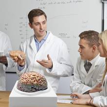 1. 1 tamanho real de cérebro anatômico humano pro, secção de orgão médico, modelo de ensino 2024 - compre barato