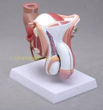 4parts 1:1 Life-sized Human Male Female Anatomy  Internal External Reproductive Organs Urinary System Model Andrology  Structure 2024 - buy cheap