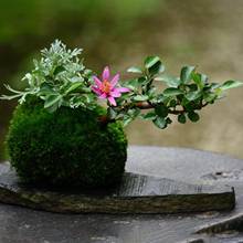 Maceta con diseño de musgo, contenedor de plantas suculentas, decoración de cafetería, maceta de flores, macetas de mano de obra fina, suministros de jardín 2024 - compra barato