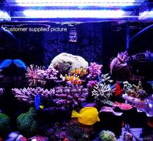 CHIHIROS морсветильник светодиодный свет яркость и W & B цвет регулируемый, SPS LPS морской риф резервуар аквариум растение рыба командир умное управление 2024 - купить недорого
