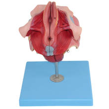 Female Genital Organs Model,Anatomy Genital structure model 2024 - buy cheap