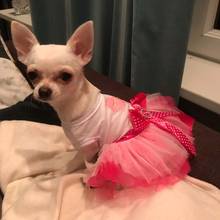 Summer Wedding Lace Tulle Princess Dress for Small Dogs Yorkies Puppy Dog Clothes Tutu Skirt Girl Party Birthday Costumes 2024 - buy cheap