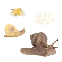 Plastic Snail Growth Cycle Model Playset Educational Toys for Children 2024 - buy cheap