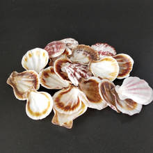 20PCS Mediterranean Style Beautiful Beach SeaShells conch sea Natural Shells Shell Crafts for Aquarium Fish Tank Decor 2024 - buy cheap