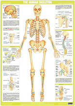 Skeleton Chart Human Body Medical Anatomy ART SILK Print POSTER Decorative Wall painting 24x36inch 2024 - buy cheap