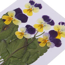 12x Pressed Dried Flowers Pansy Leaf For Resin Jewelry Craft Photo Frame DIY 2024 - buy cheap