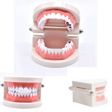 Modelo de dientes estándar para niños, modelo de entrenamiento Dental para niños, modelo médico para enfermedades, enseñanza de enfermedades, 1 ud. 2024 - compra barato