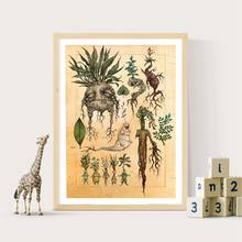 Póster de ilustración artística de plantas Vintage, decoración de plantas de Mandrake, cuadro en lienzo impreso, imagen para habitación de niños, decoración de sala de estar 2024 - compra barato