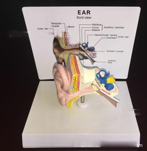 Human Ear Anatomical Model Medical Teaching Model 2024 - buy cheap