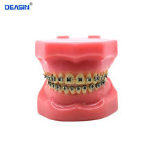 Modelos de dentes ortodônticos, ensino dental, modelo de dentes com suporte de metal, modelos dentais e de mandíbulas 2024 - compre barato