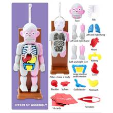 Modelo 4D ensamblado de cuerpo humano para niños, juguetes educativos, juego de escritorio, regalos, novedad de 2020 2024 - compra barato