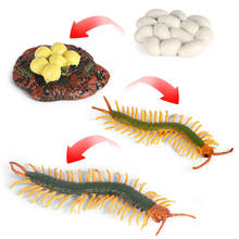 Simulation Animals Insect Centipede Scorpion Growth Cycle Action Figures Model Educational Cognitive Collection Cute Kids Toys 2024 - buy cheap