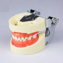Modelo de dientes estándar para niños, goma suave para practicar M7014/estándar, 24 Uds. 2024 - compra barato