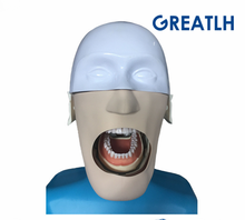 Dental manikins Phantom Head model for dentistry and dental technology Sennior manikins Phantom Teaching demonstration model 2024 - buy cheap