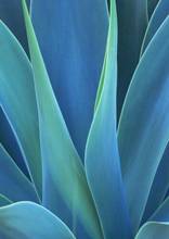 Leaves of an Agave Art Film Print Silk Poster Home Wall Decor 24x36inch 2024 - buy cheap