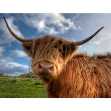 5D DIY Diamond Painting Highland Cow Full Round Drill Rhinestone Diamond Embroidery Animal Mosaic Cross Stitch Kits Decor Home