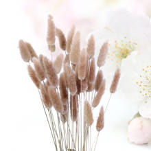 Сушеные цветы Pennisetum, натуральные декоративные цветы, хвост кролика, Декор для дома в пасторальном стиле, 15 шт. 2024 - купить недорого