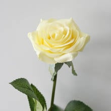 30 шт./лот шелковые искусственные цветы розы великолепные цветы для свадебвечерние для домашнего декора подарок на день Святого Валентина 2024 - купить недорого